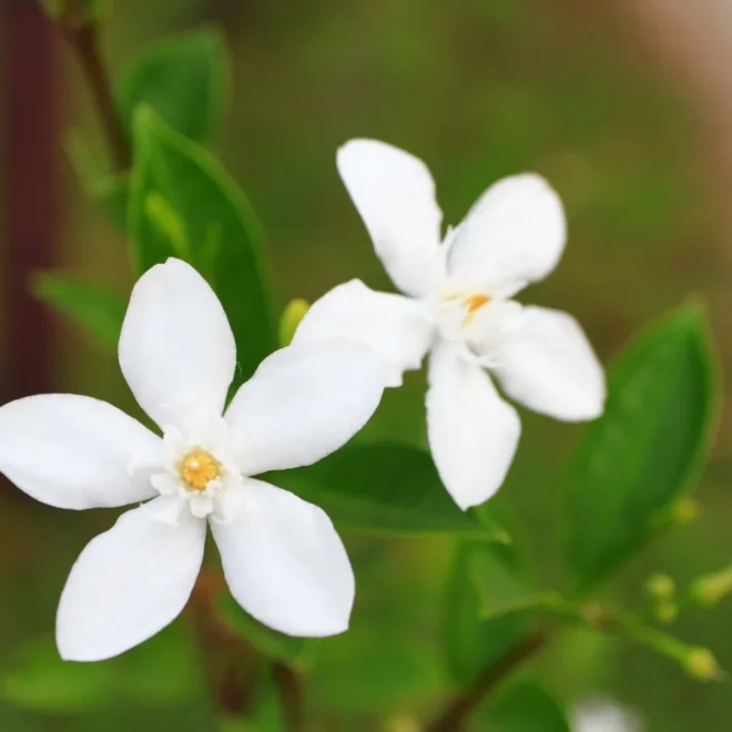 Jasmine Flower
