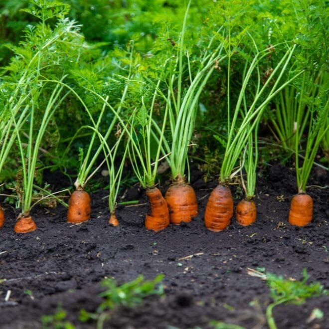 Carrot Cultivation