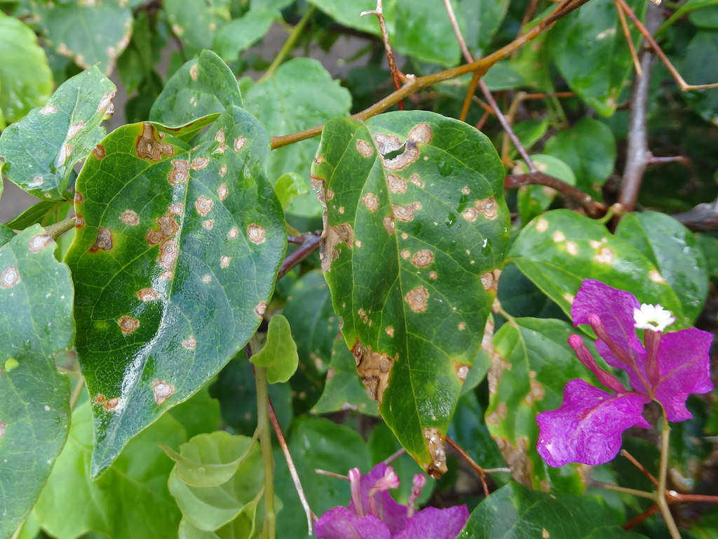 Bougainvillea Diseases and Pests