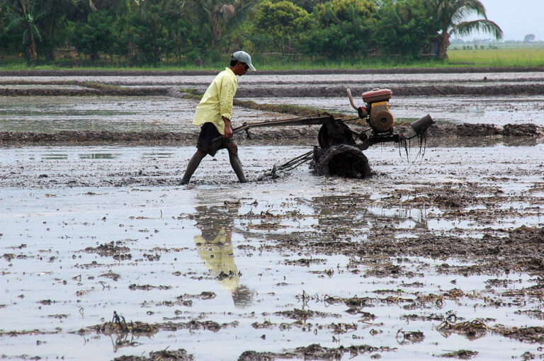 Rice Cultivation - Farming Methods, Tips & High Yield