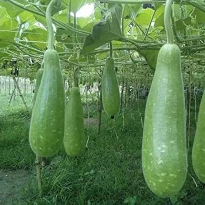 Bottle Gourd Cultivation