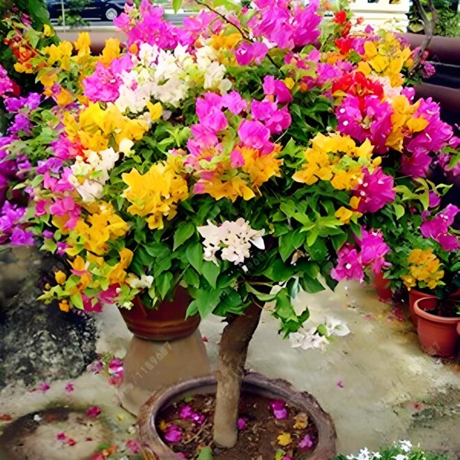 High blooming Bougainvillea