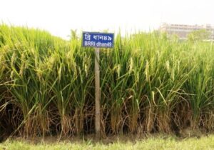 Rice Cultivation - Farming Methods, Tips & High Yield
