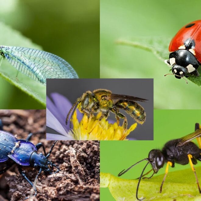 Beneficial Insects