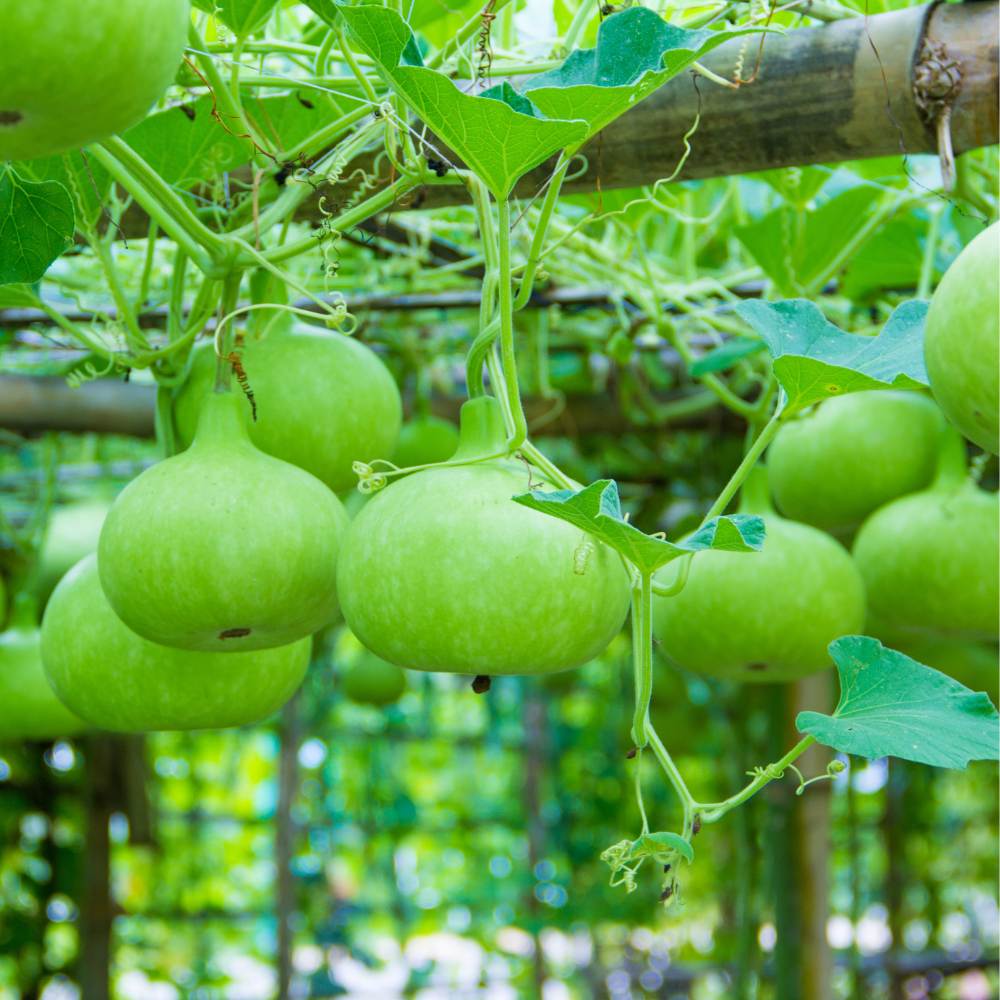 Bottle Gourd Cultivation