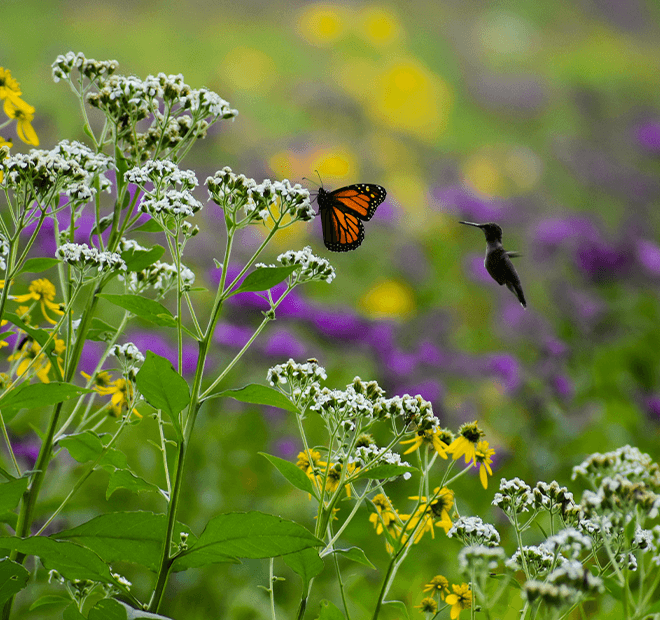 Pollinator Gardens