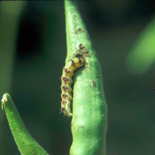Major Diseases and Pests of Okra
