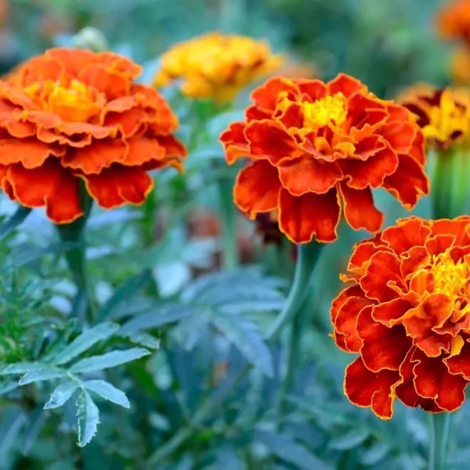 Marigolds