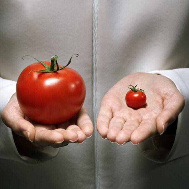 Genetically Modified Crops