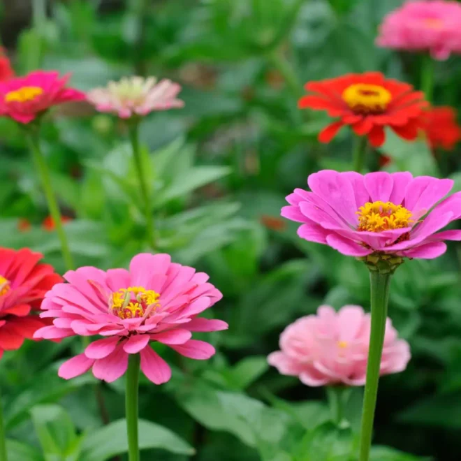 How to grow zinnias