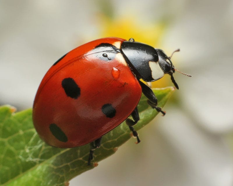Beneficial Insects