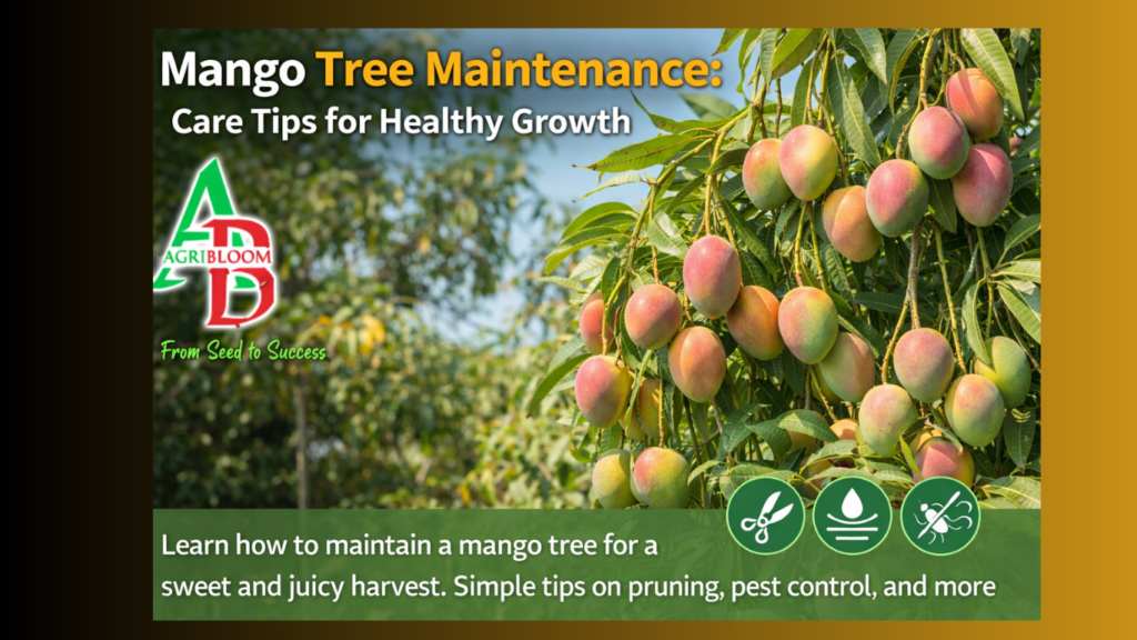 Mango Tree Maintenance - Care, Pruning & Growth Tips
