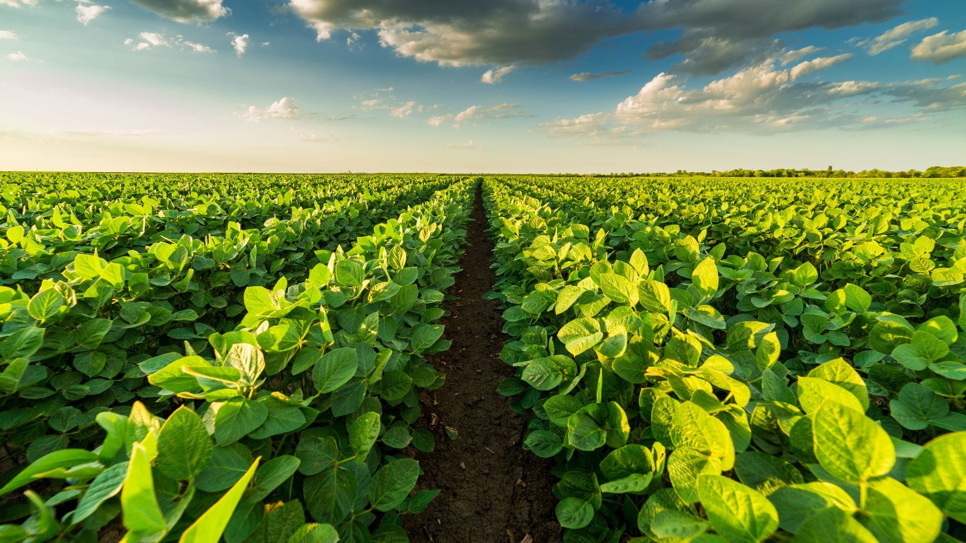 Sustainable Horticulture