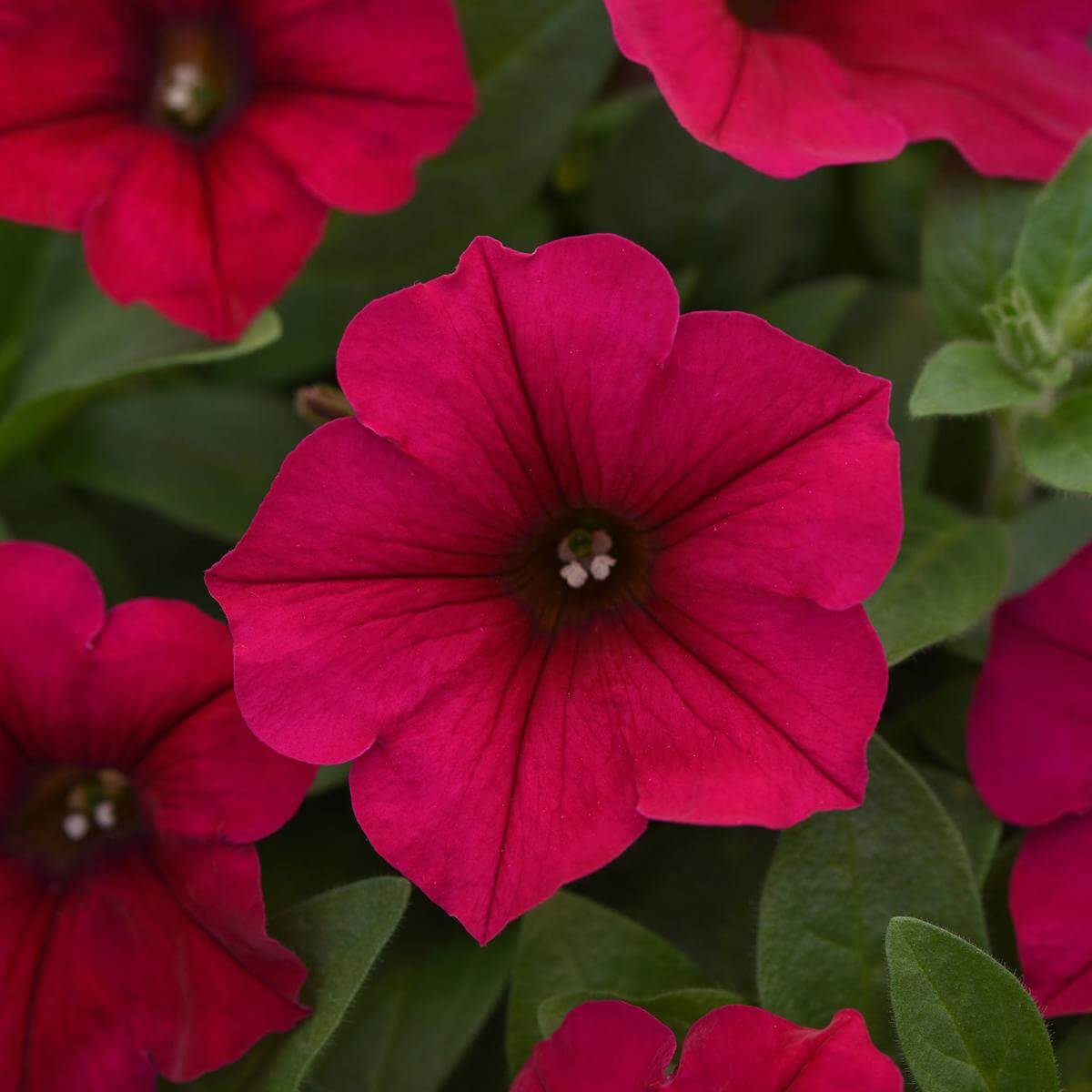 Petunias