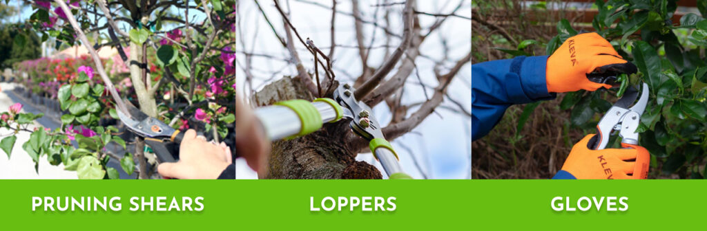 Pruning Bougainvillea