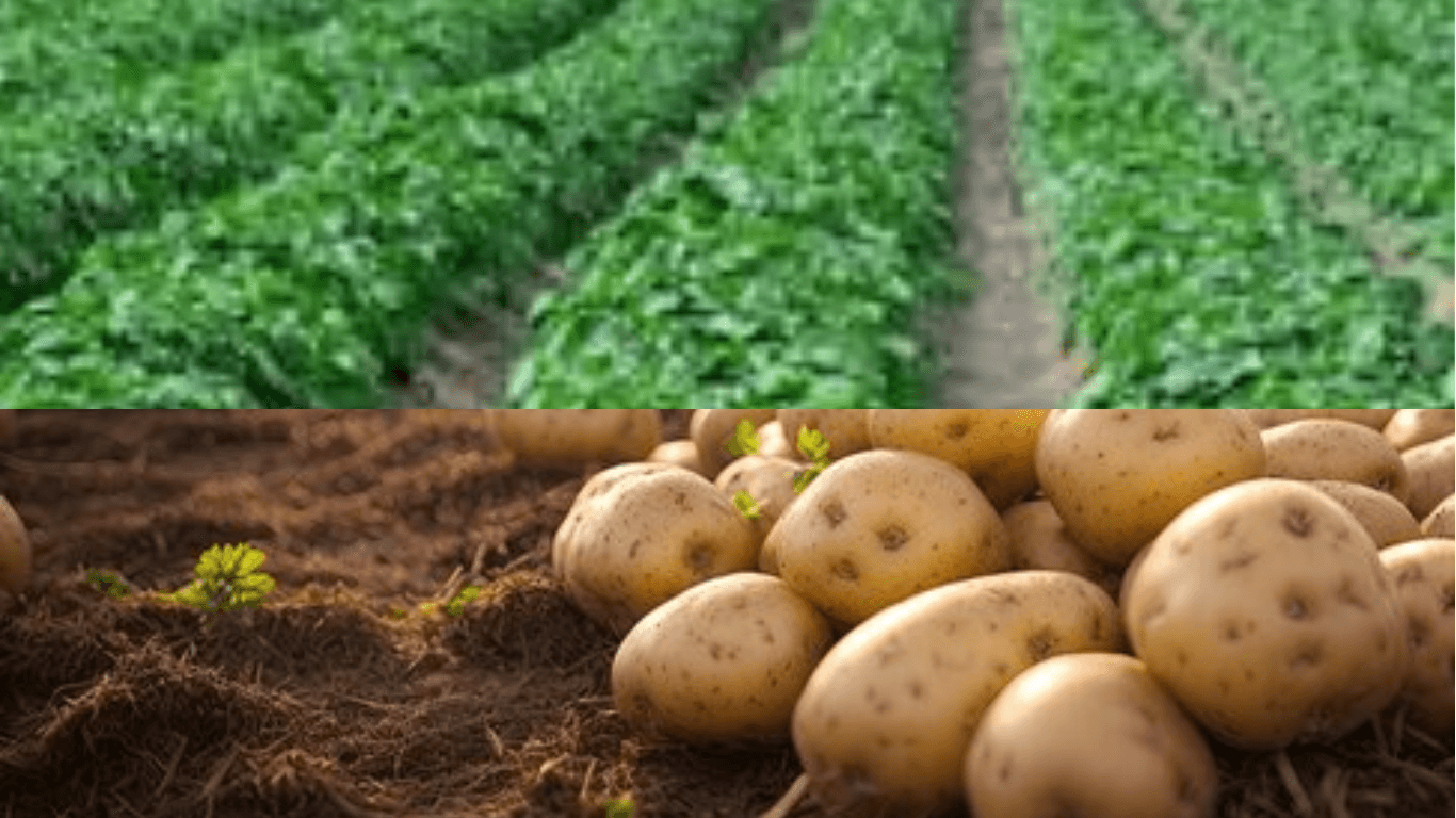 Potato Cultivation