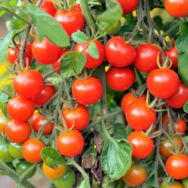 Cherry tomatoes