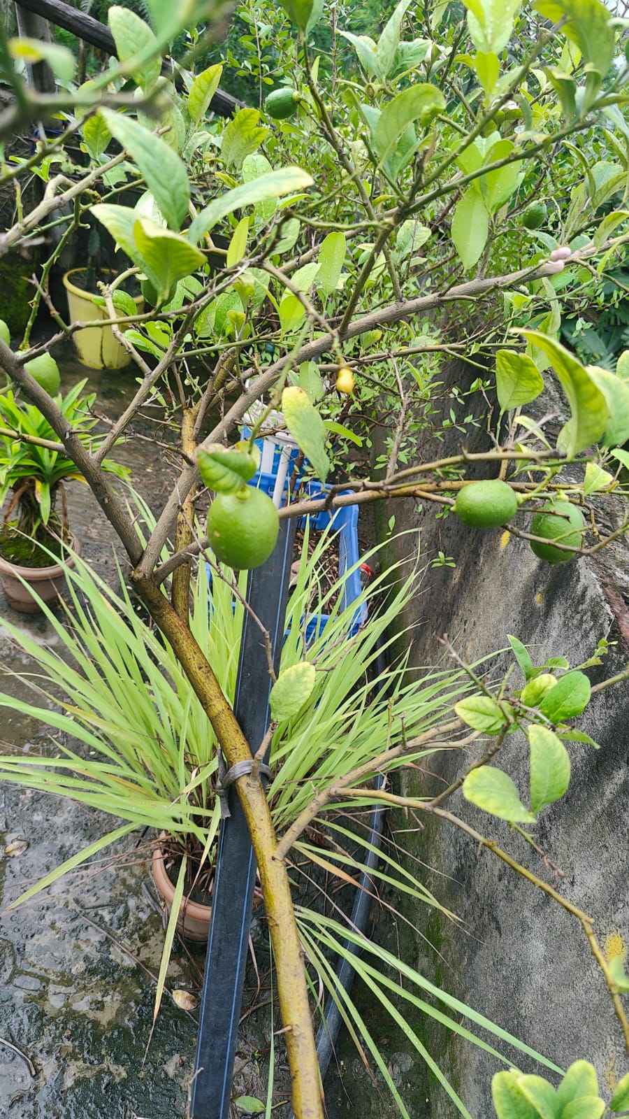 Lime Cultivation