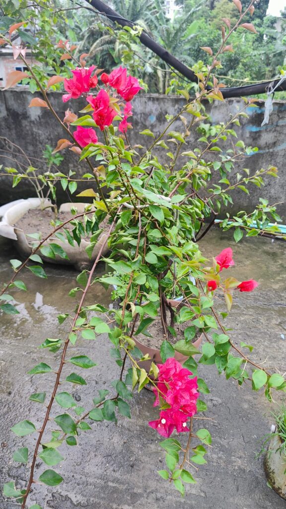 Bougainvillea Care