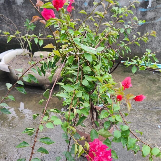 Bougainvillea Care
