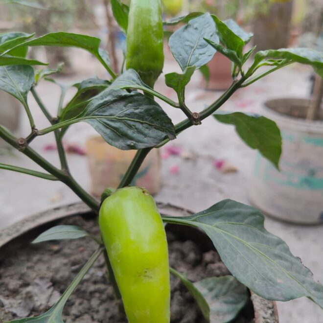 Chilli