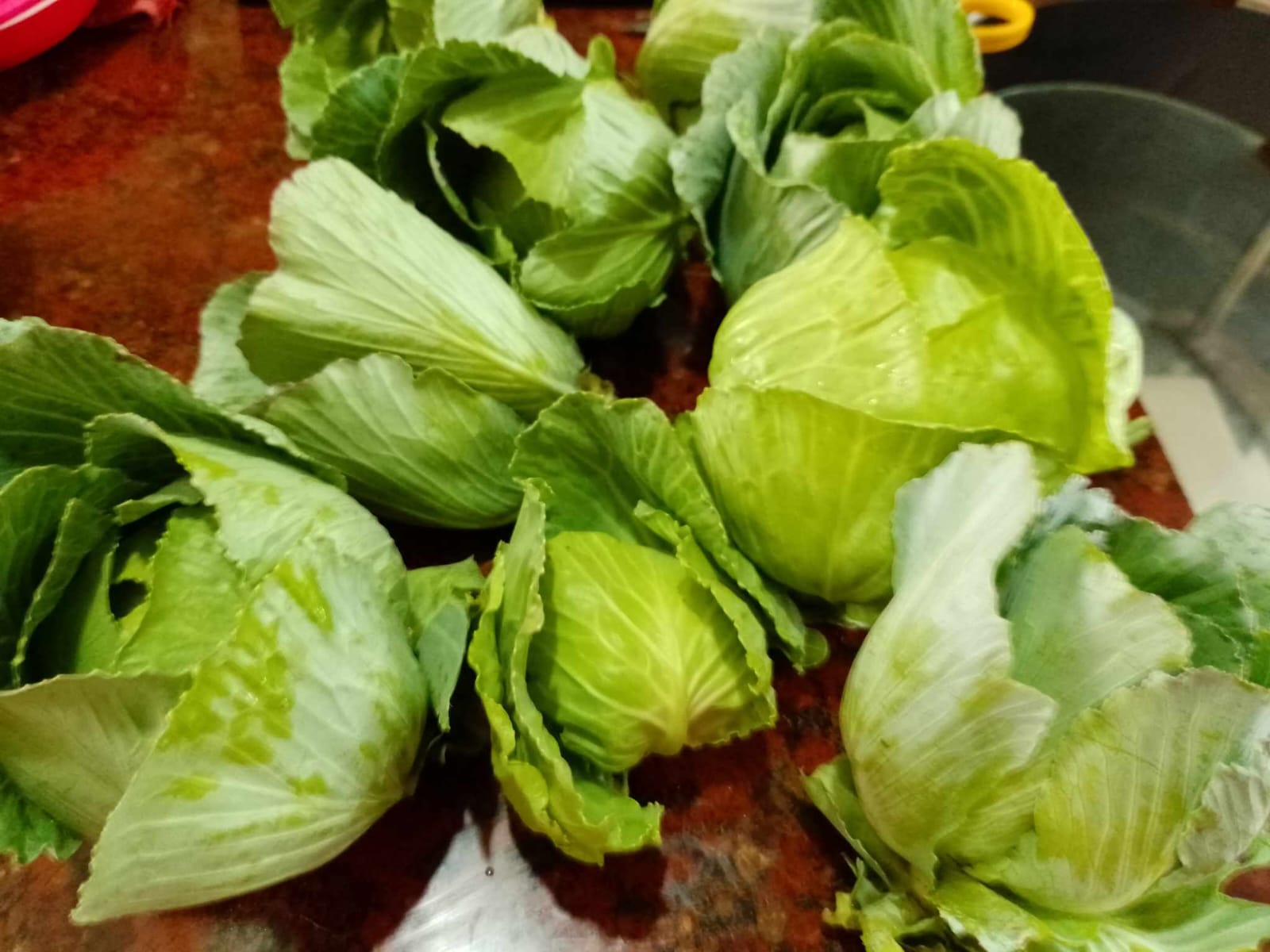 How to Grow Cabbage