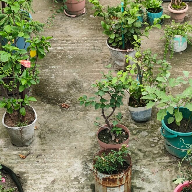 Rooftop Gardens
