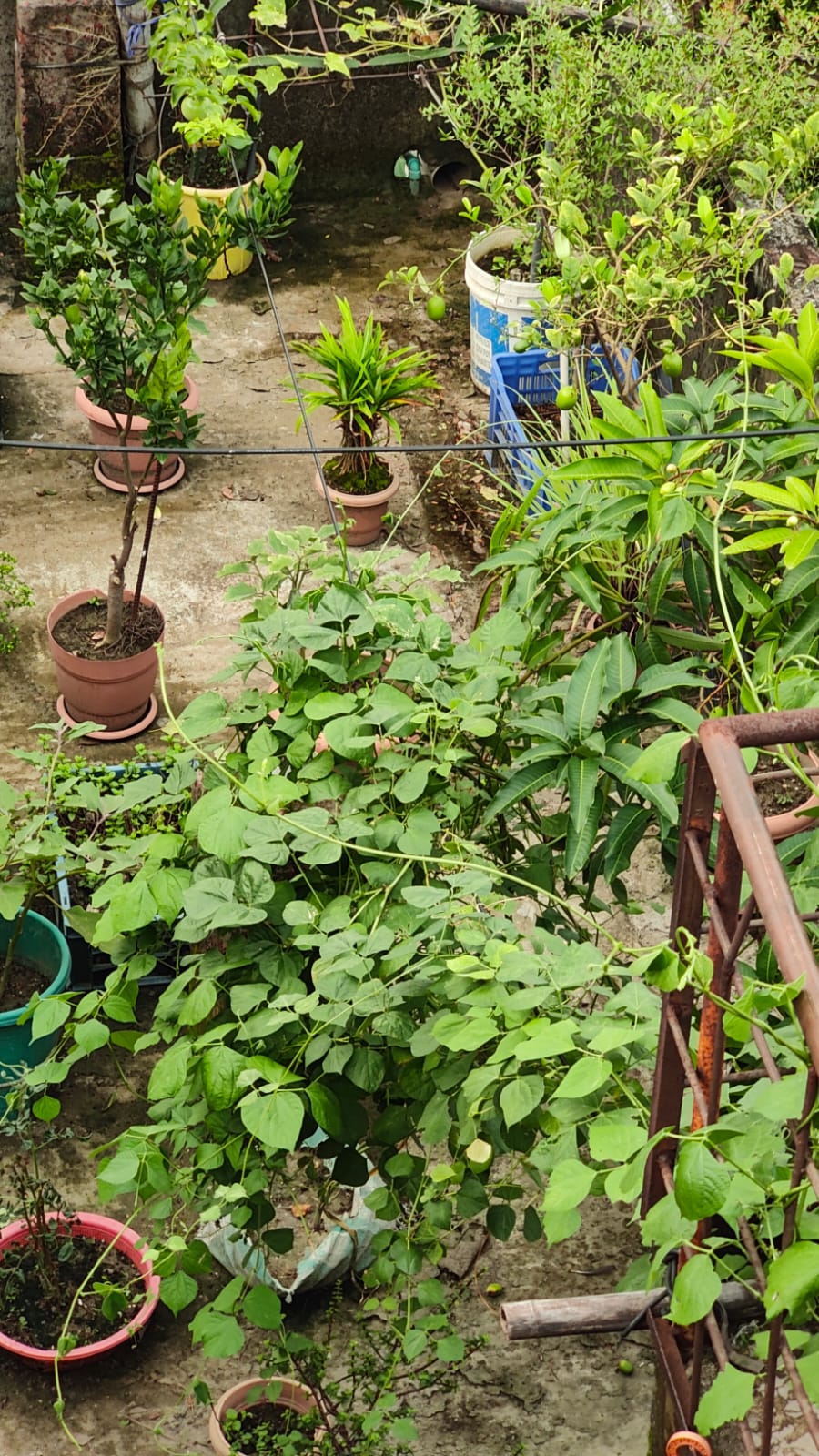 Rooftop Gardens 