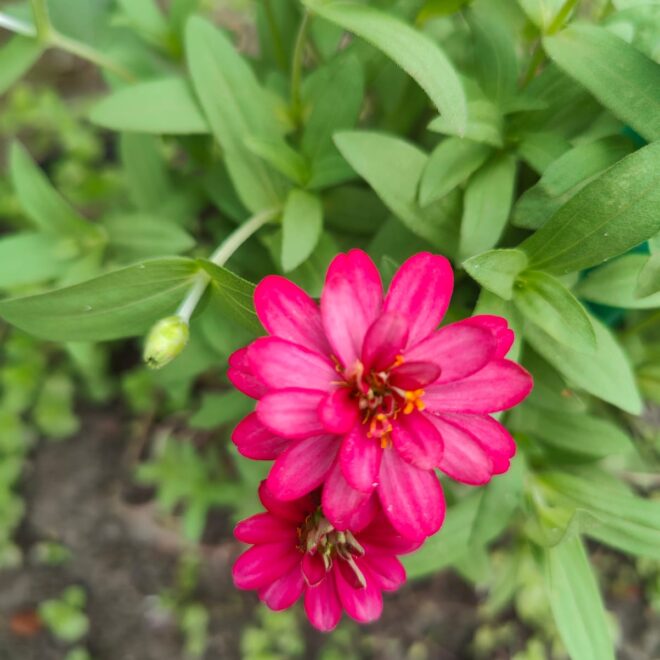 Winter Flowers