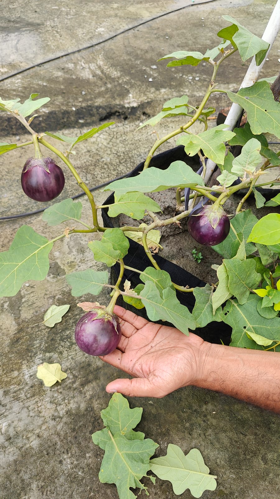 Brinjal