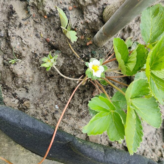 How to Grow Strawberries