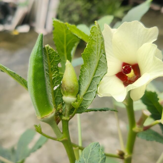 Okra