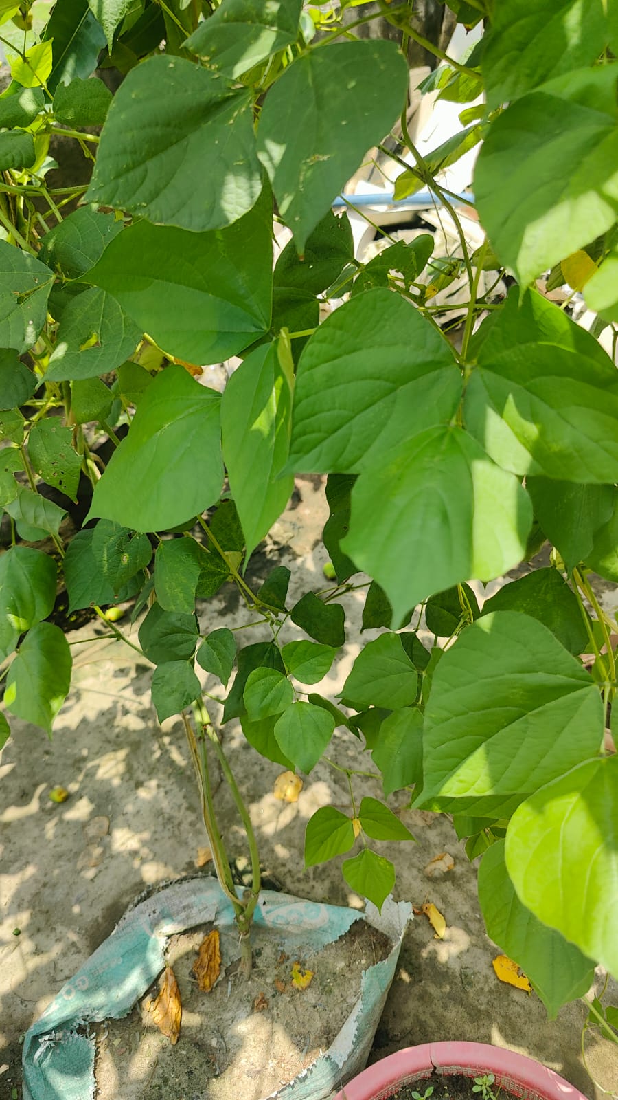 hyacinth bean disease