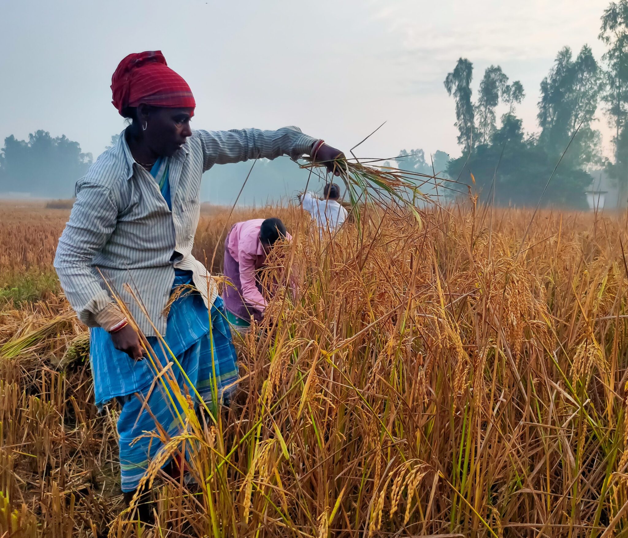 Rice Cultivation - Farming Methods, Tips & High Yield