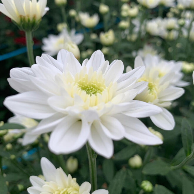 Chrysanthemum