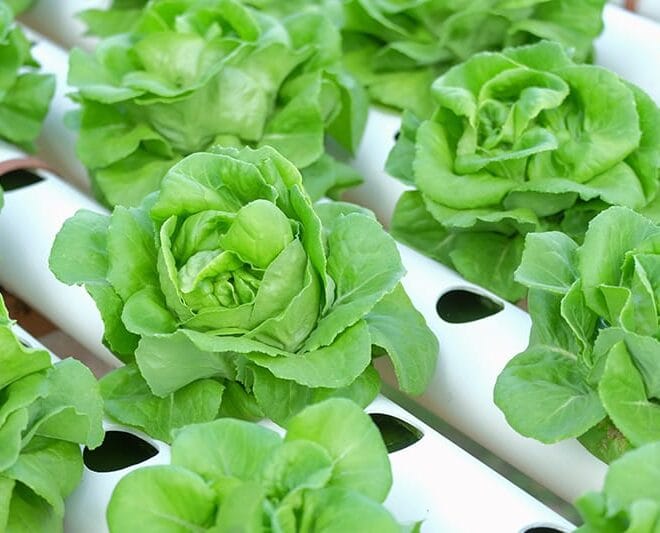 Hydroponics Plants List