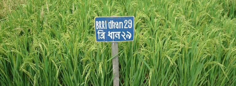 Rice Cultivation - Farming Methods, Tips & High Yield