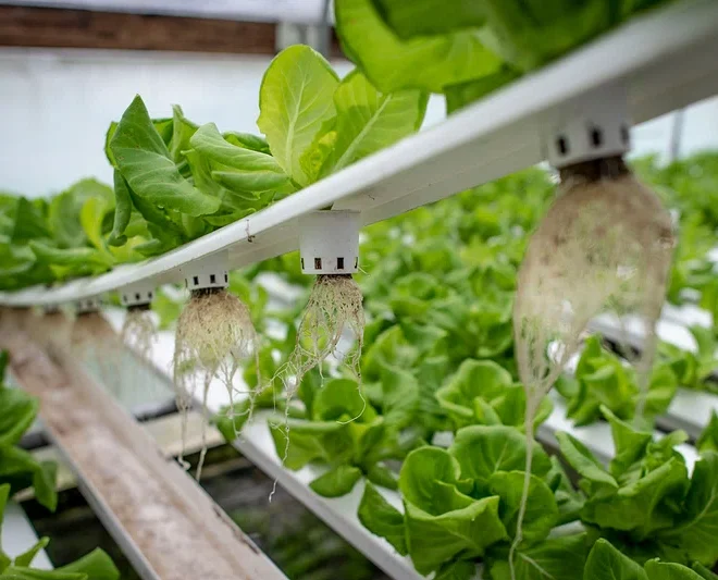 Vertical Farming