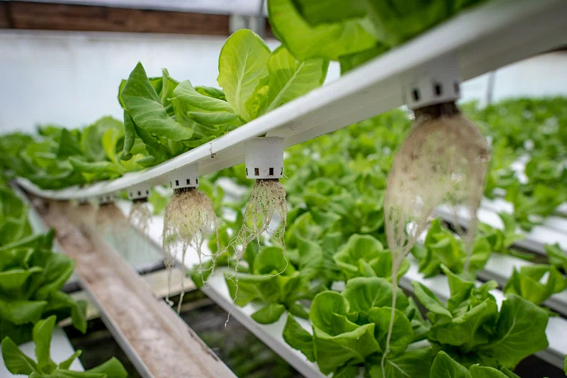 Vertical Farming