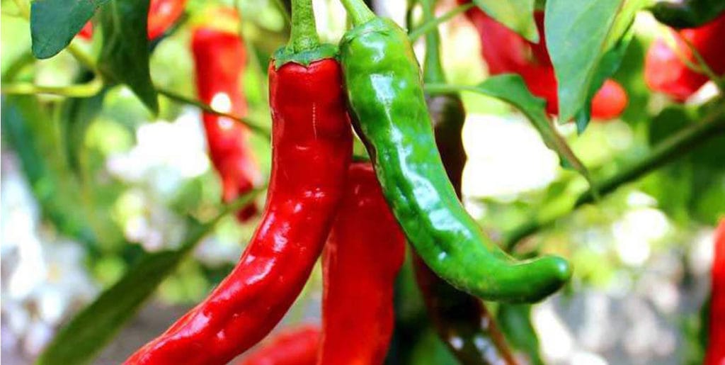 Chilli