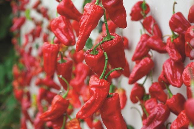 Chilli Diseases