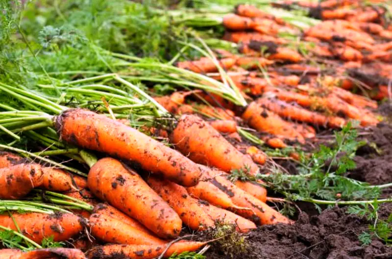 Carrot Cultivation