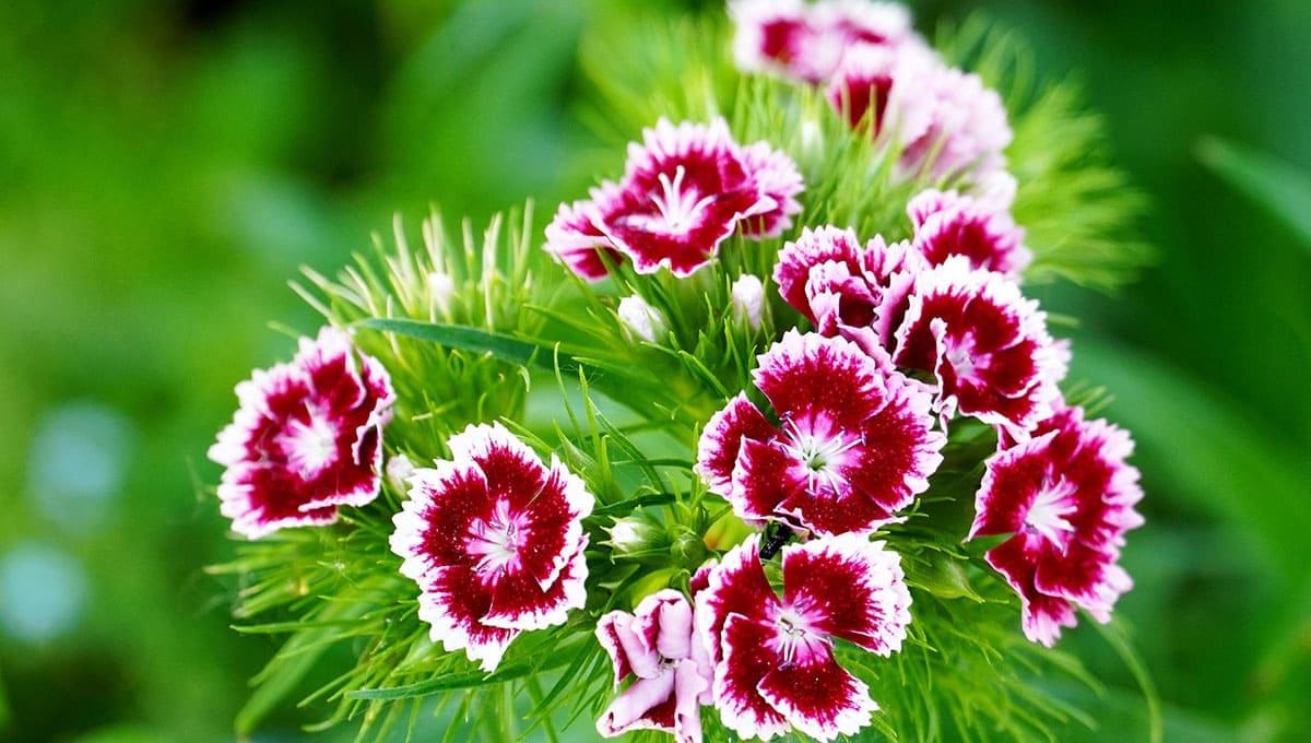 Winter Flowers