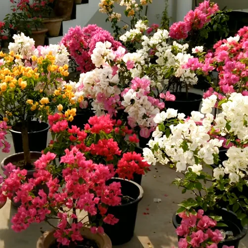 Bougainvillea care and growing guide
