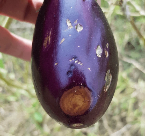 Brinjal Insect Pest & Diseases