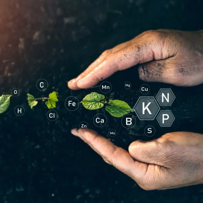 balanced fertilizers for plants