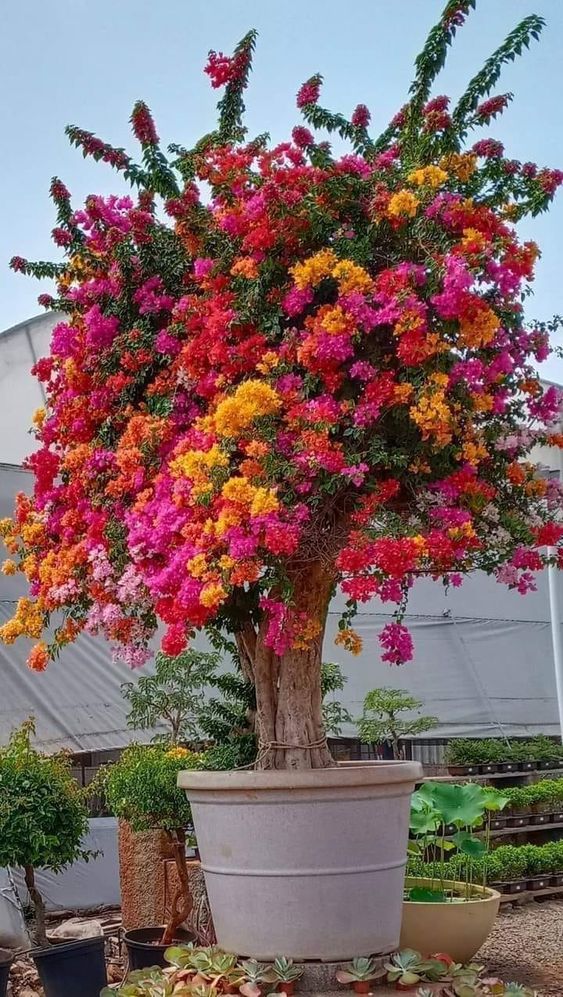 High blooming Bougainvillea varieties