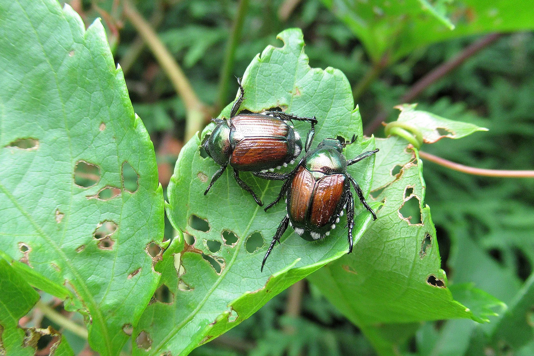 Pests & Diseases