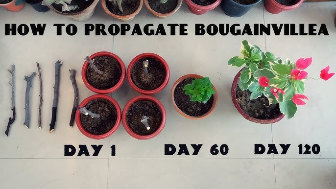 Propagating from Cuttings