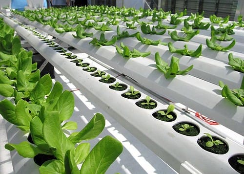 Hydroponics Plants List